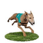 金雞娛樂城白金賽狗